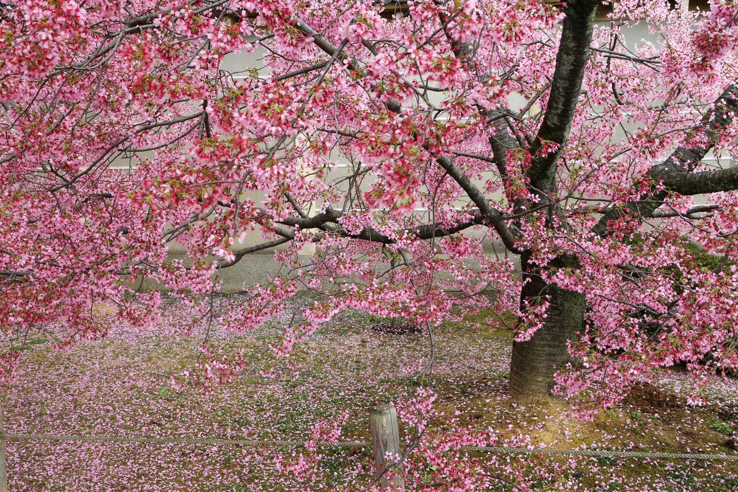 Prunus 'Okame', Sh 120