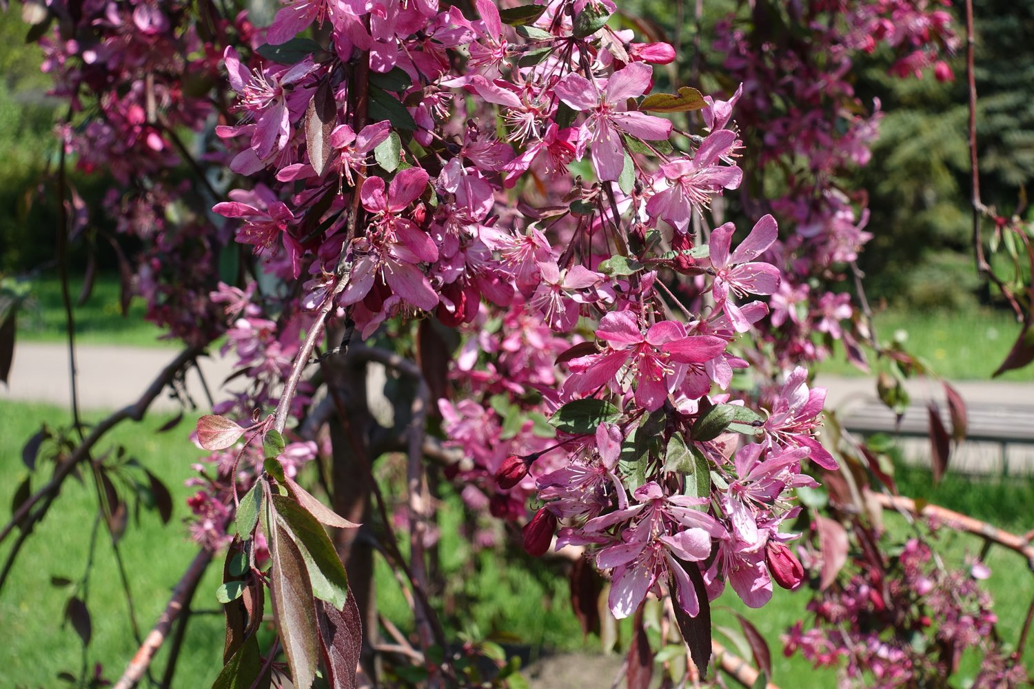 Malus 'Royal Beauty', Sh 120