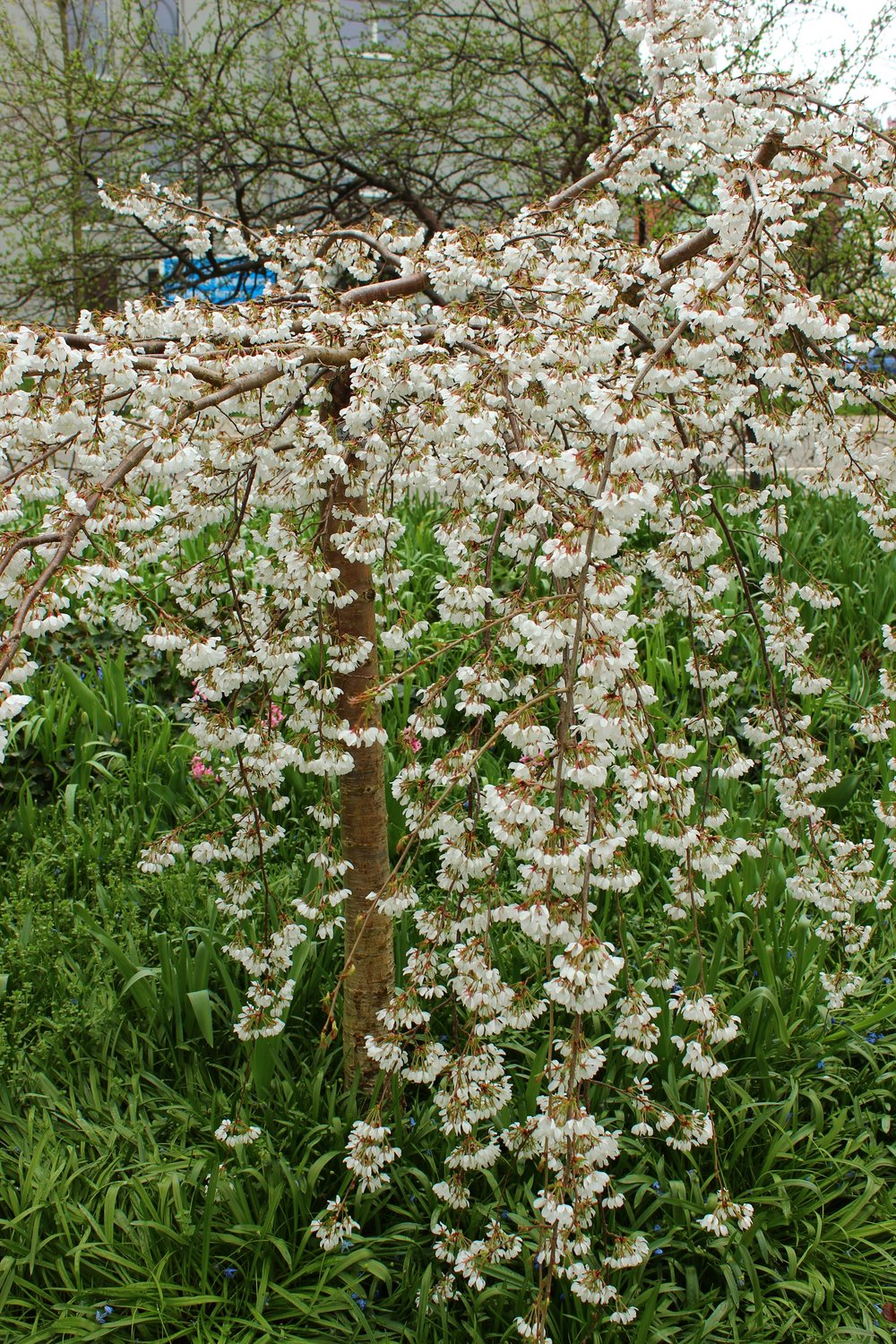 Prunus yedoensis 'Ivensii', Sh 120