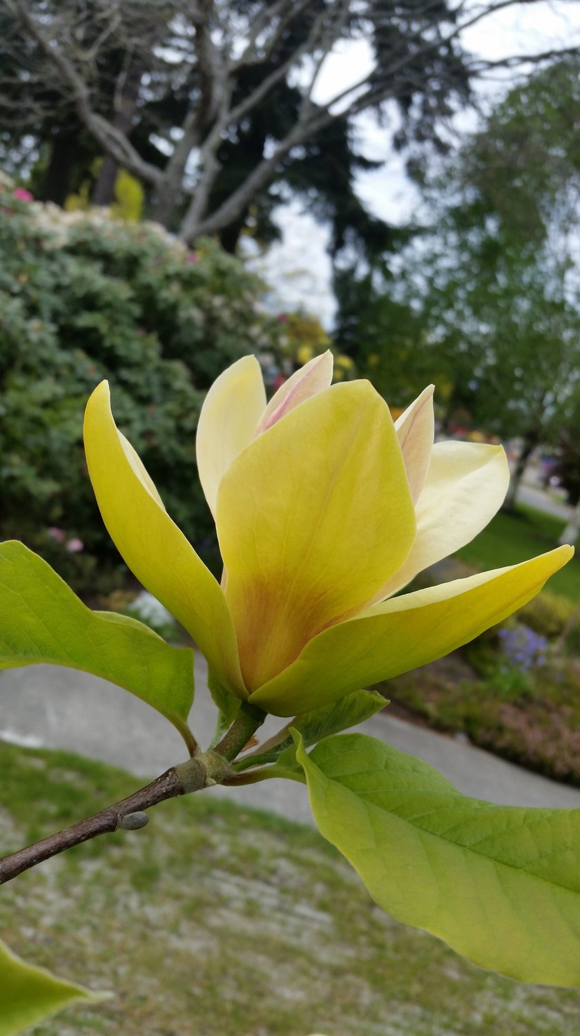 Magnolia 'Sunsation', sol 60-80 cm, co/kl
