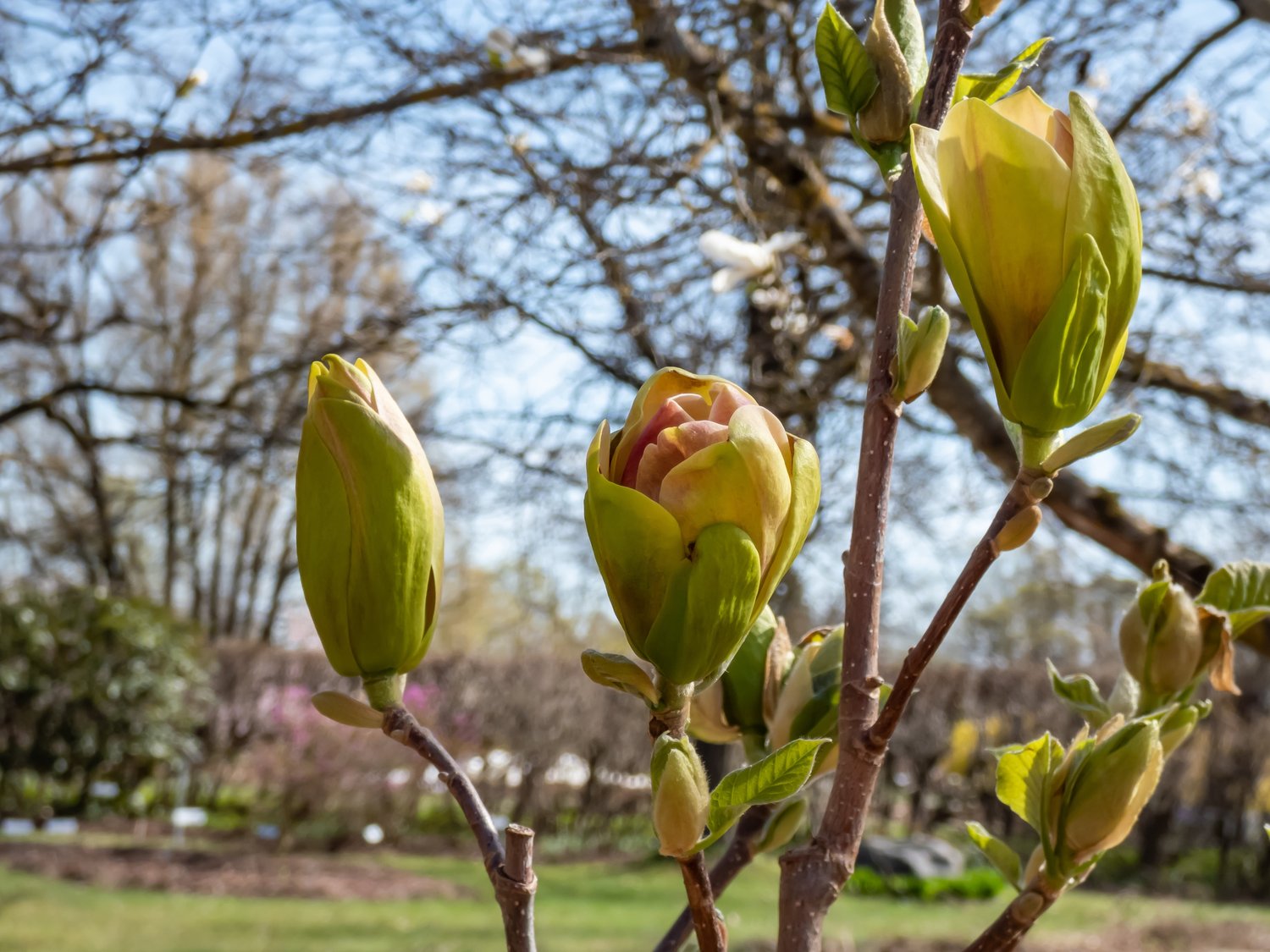 Magnolia 'Sunsation', sol 60-80 cm, co/kl