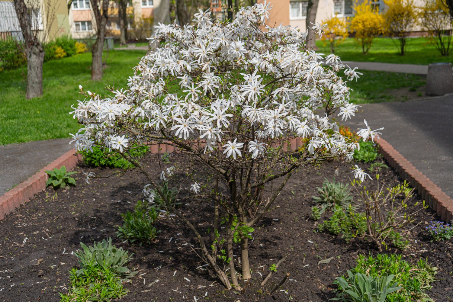 Magnolia stellata, sol 80-100 cm, co/kl