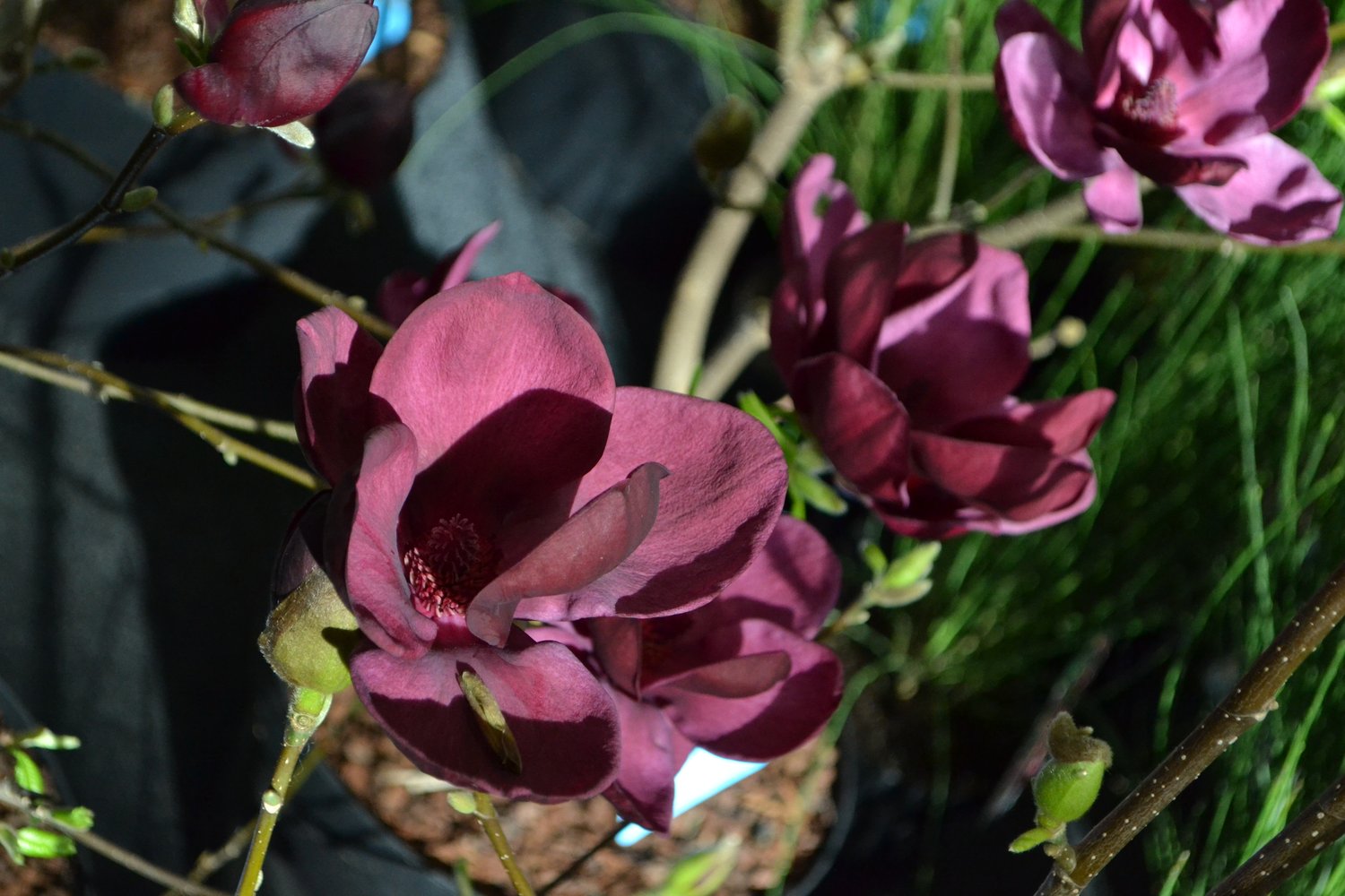Magnolia 'Genie'PBR, sol 80-100 cm, co/kl