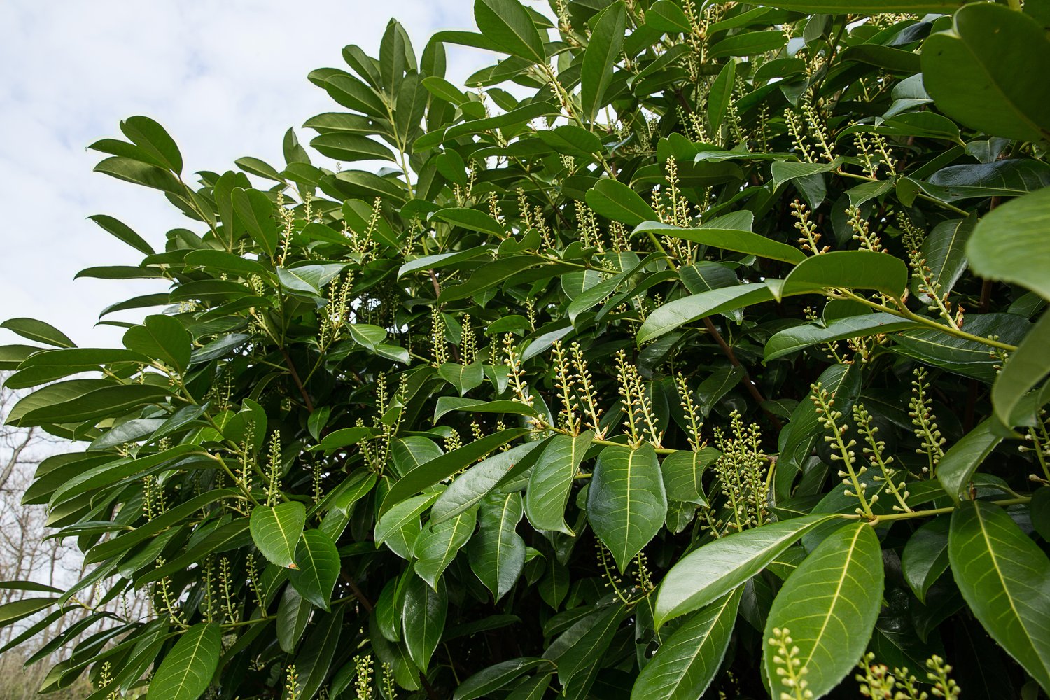 Prunus laurocerasus 'Mano'