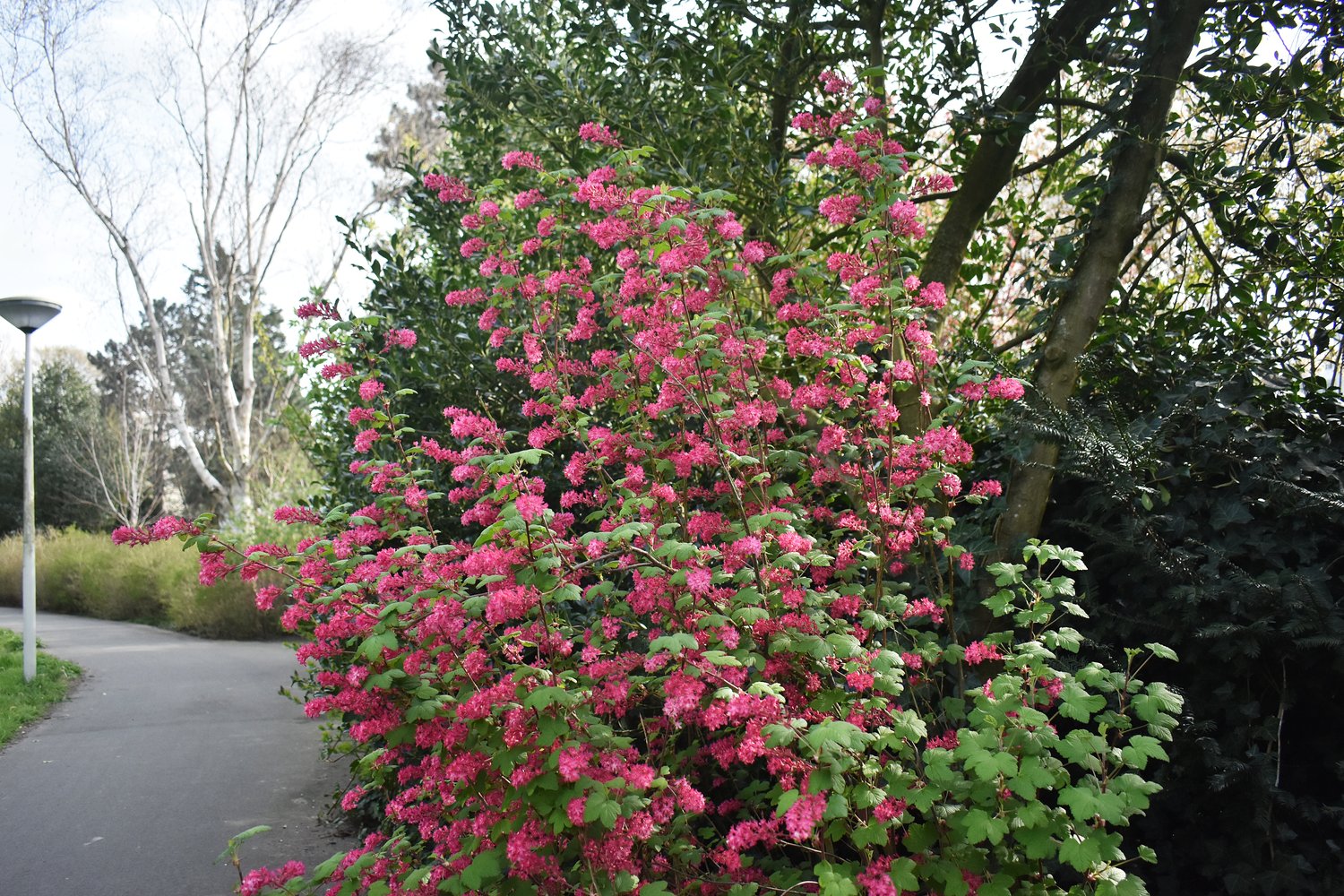 Ribes sanguineum 'King Edward VII'