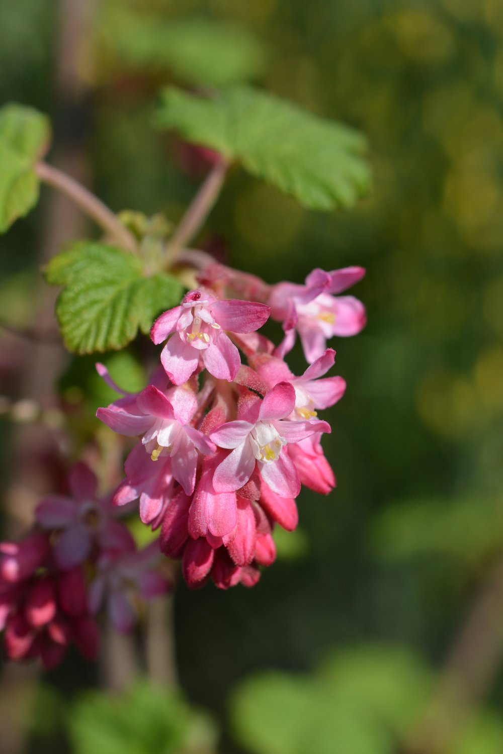 Ribes sanguineum 'King Edward VII'