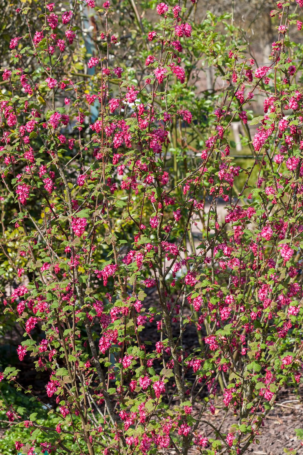 Ribes sanguineum 'King Edward VII'