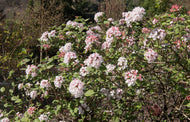 Viburnum carlesii 'Aurora'