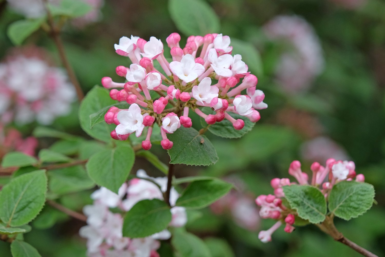 Viburnum carlesii 'Aurora'