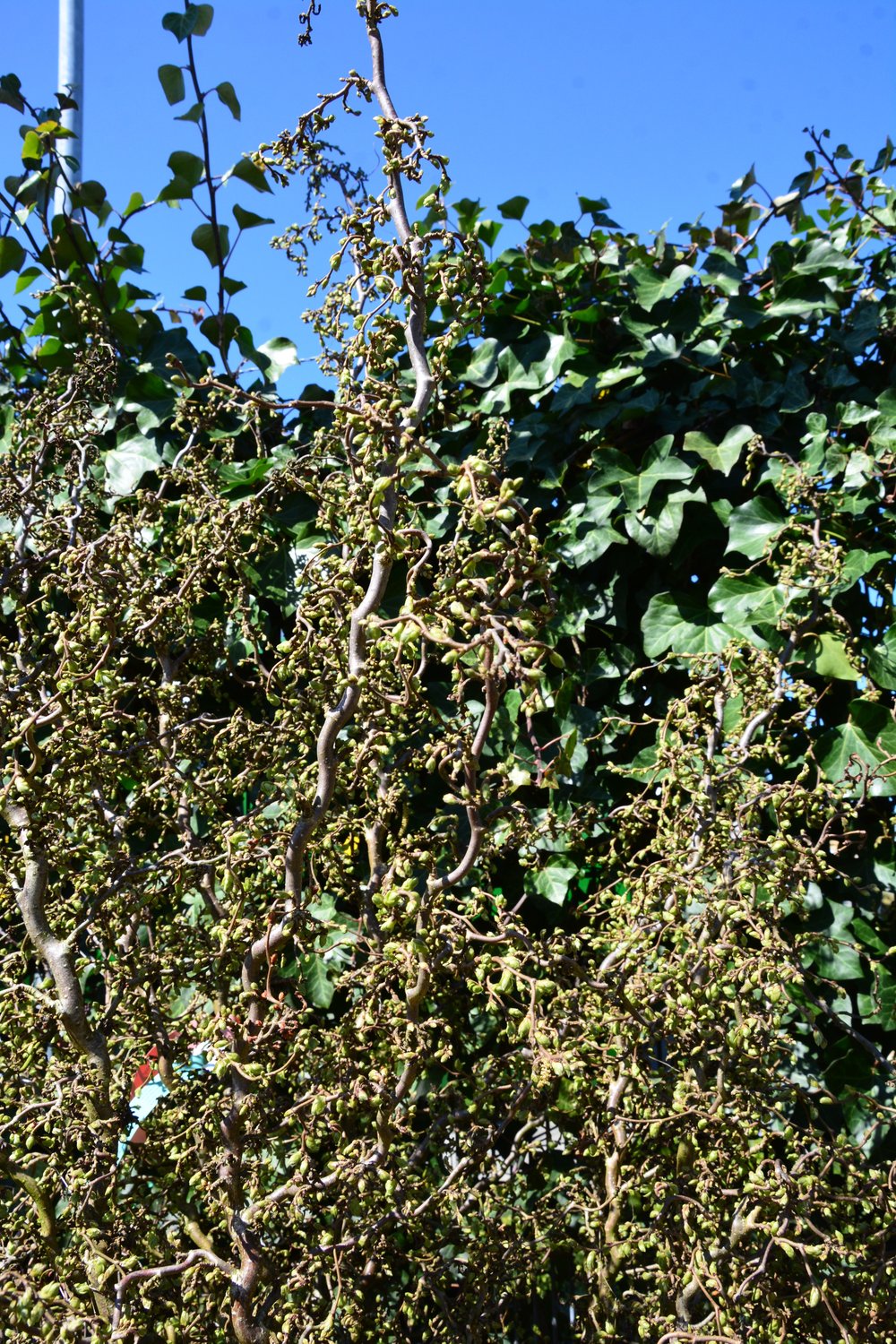 Corylus avellana 'Scooter'