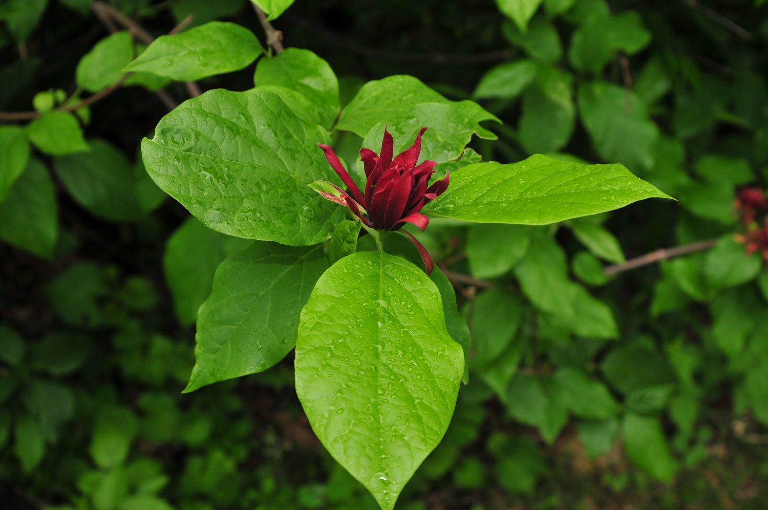 Calycanthus floridus
