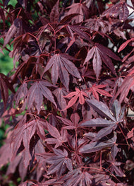 Acer palmatum 'Atropurpureum'