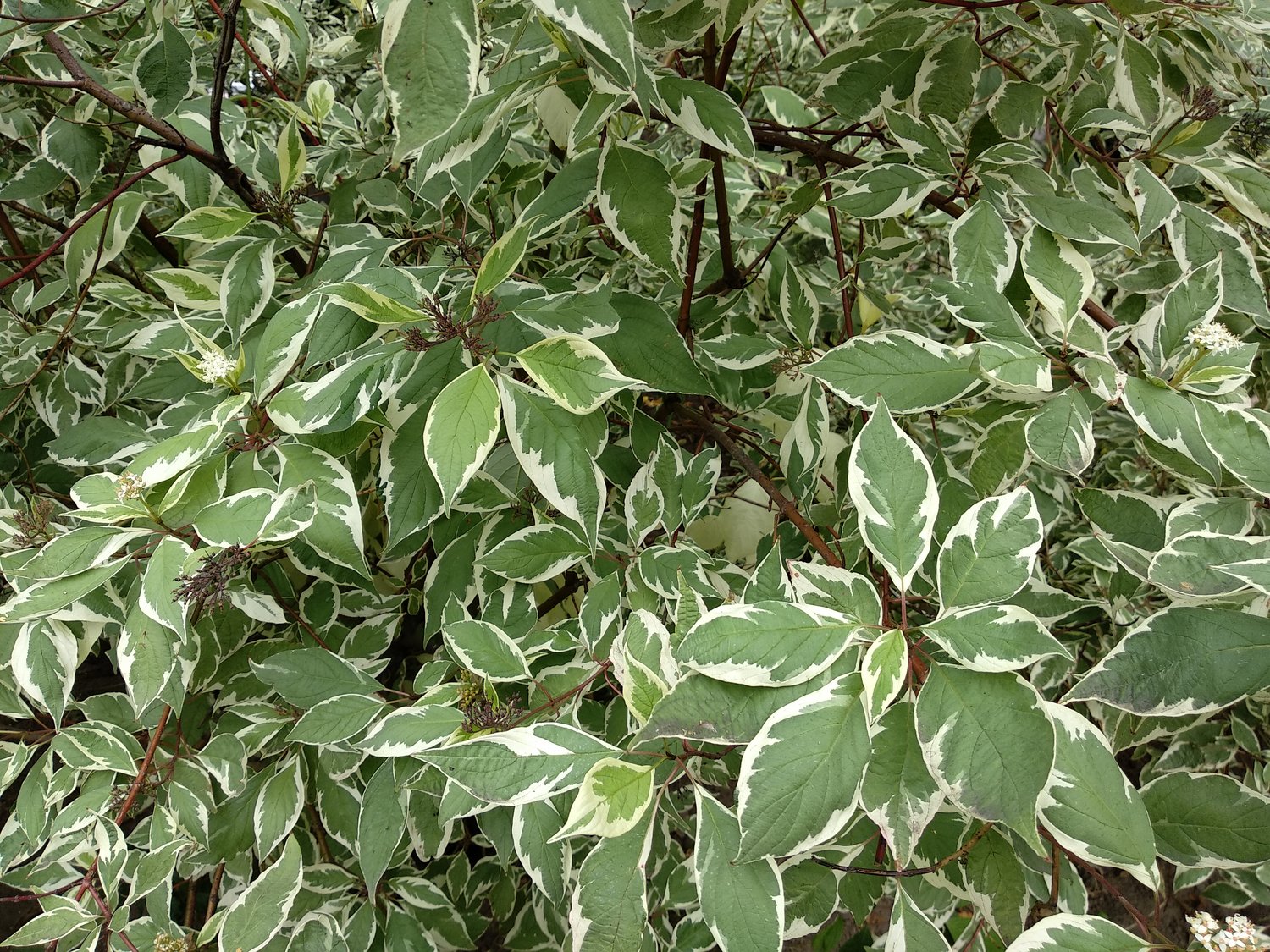 Cornus alba IVORY HALO ('Bailhalo')