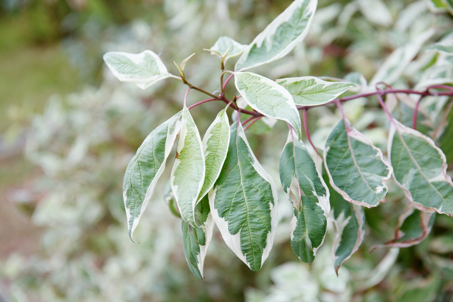 Cornus alba IVORY HALO ('Bailhalo')