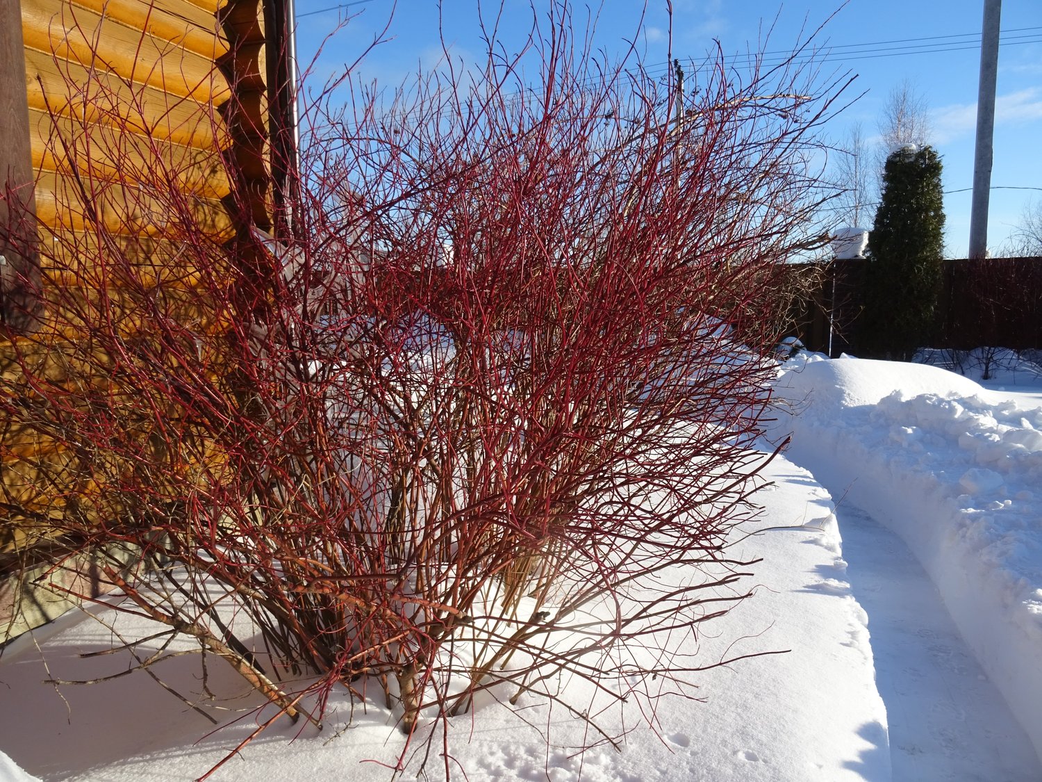 Cornus alba IVORY HALO ('Bailhalo')