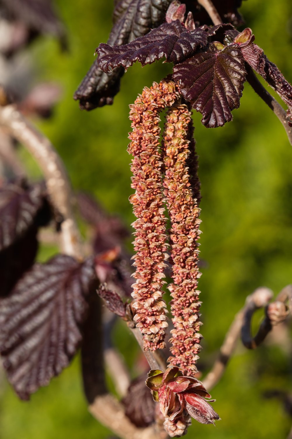 Corylus avellana 'Red Majestic'