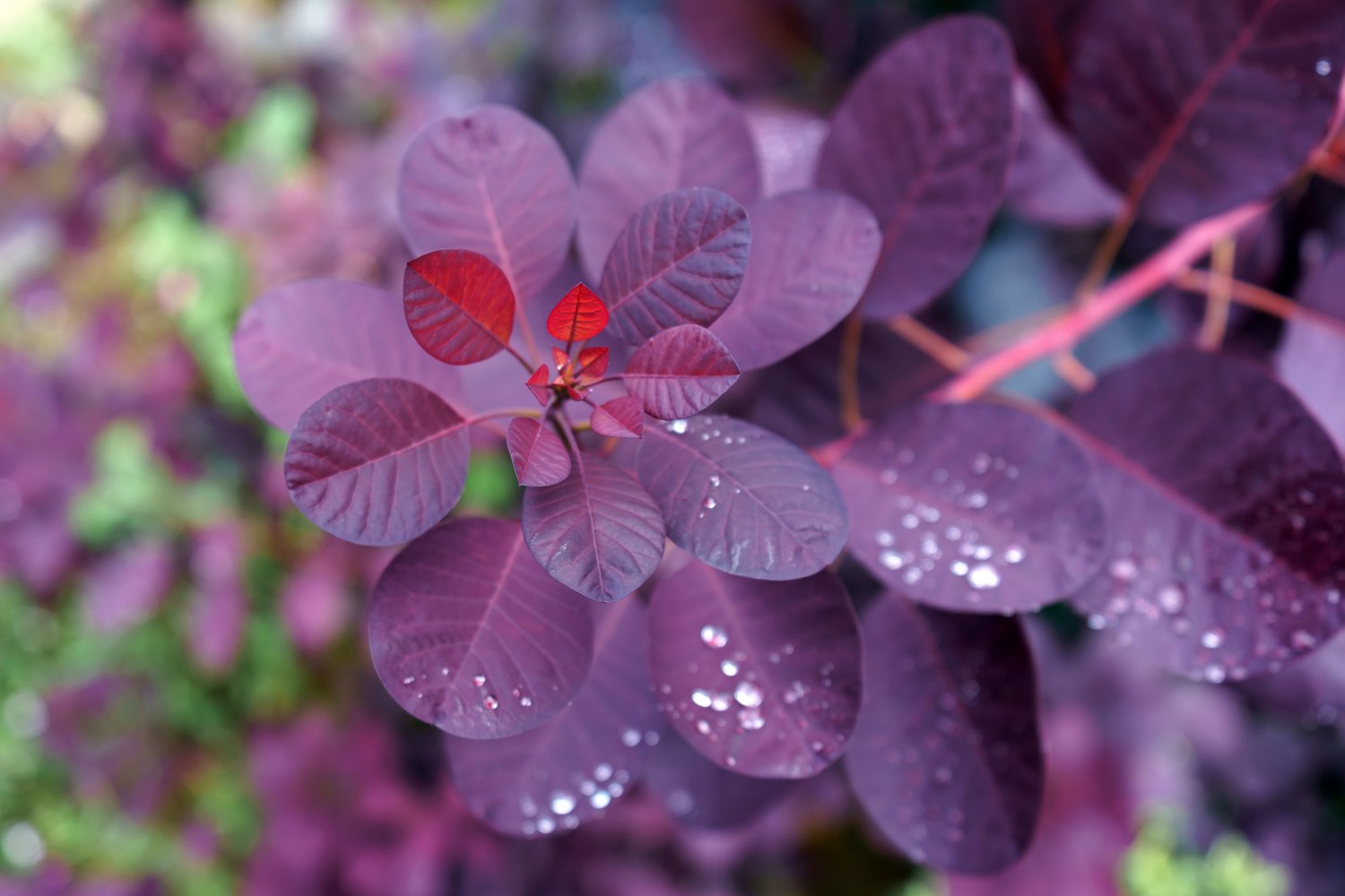 Cotinus coggygria 'Royal Purple'