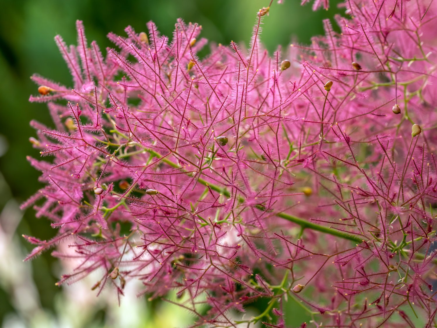 Cotinus coggygria 'Royal Purple'