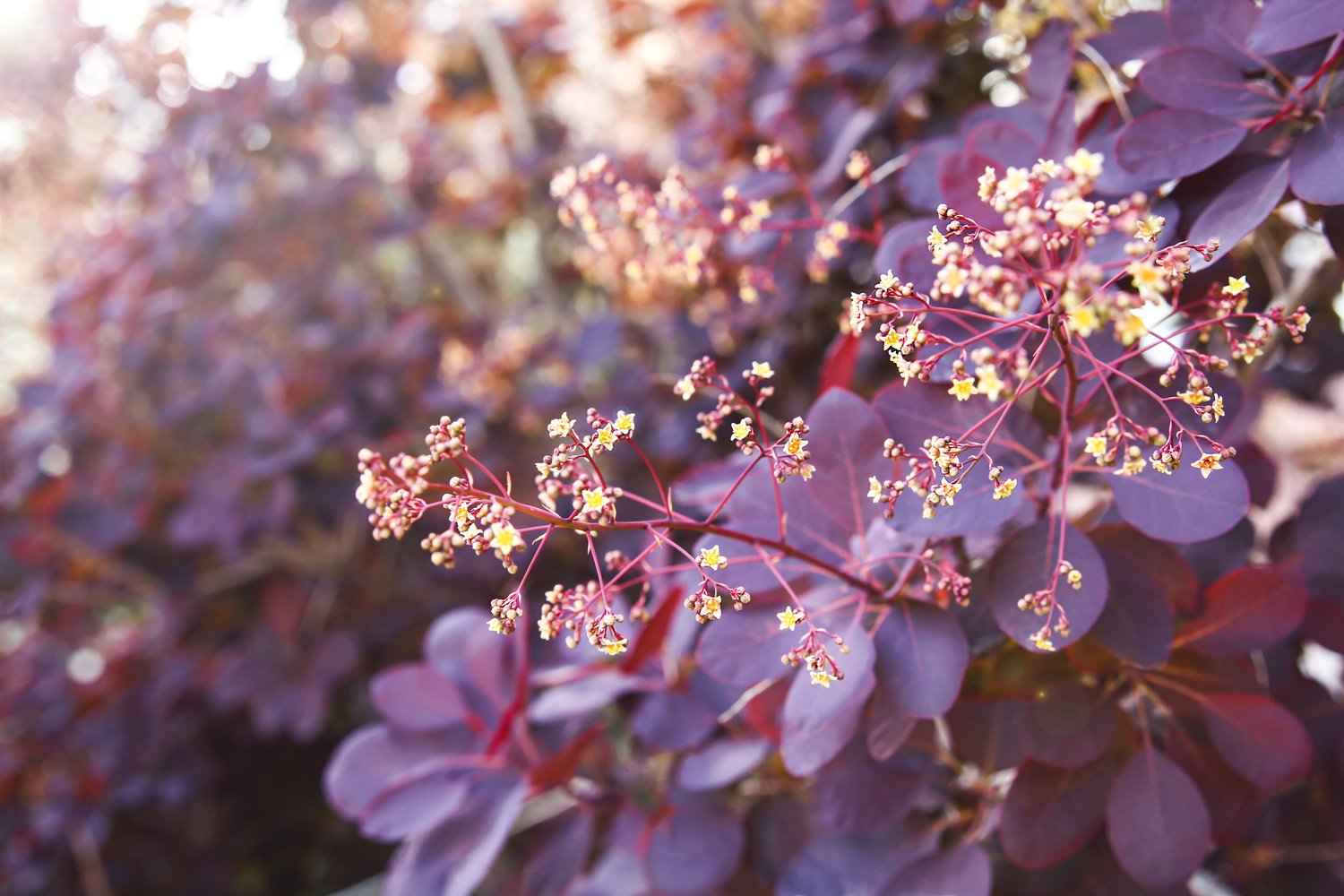 Cotinus coggygria 'Royal Purple'