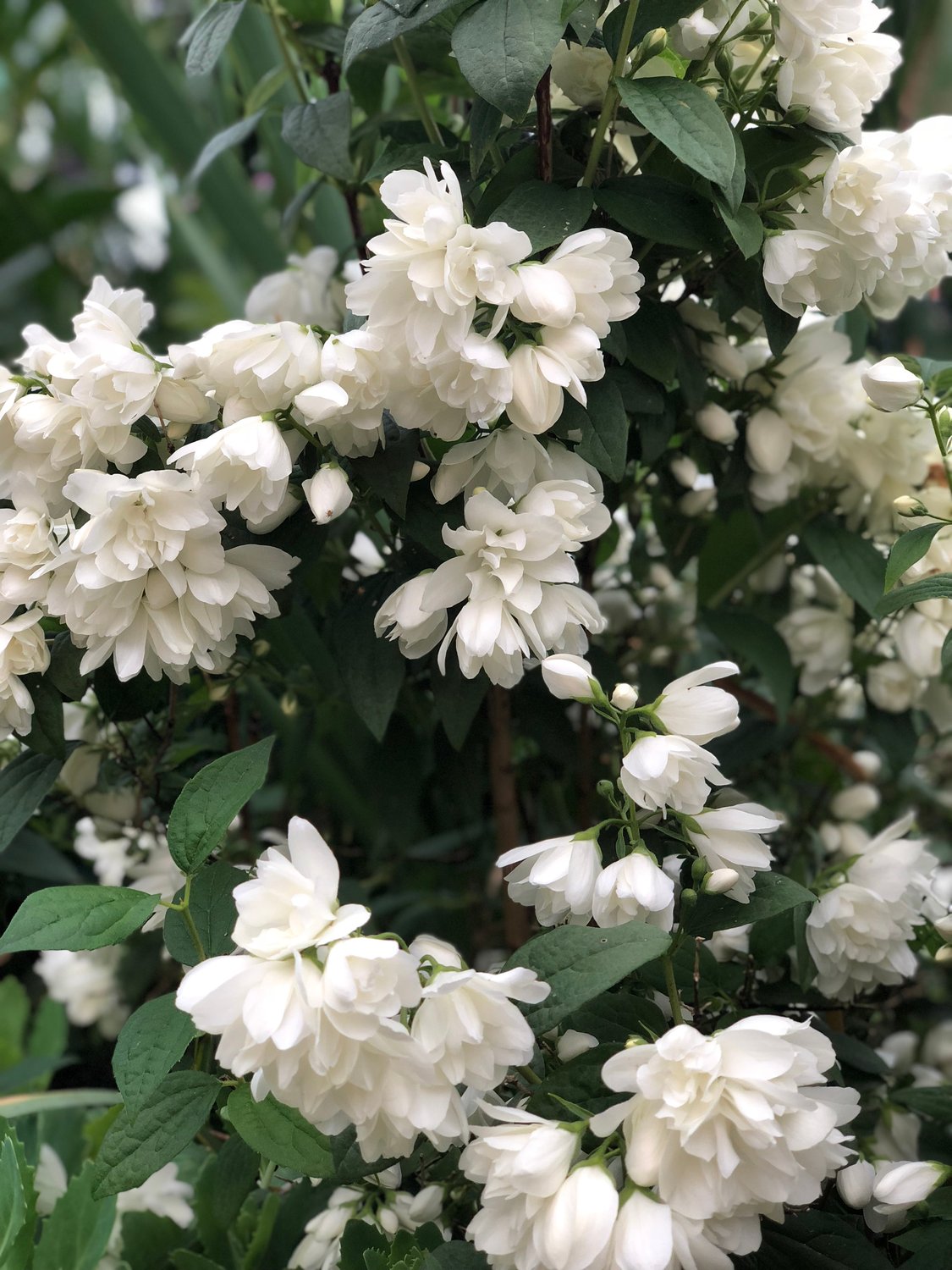 Philadelphus (Virginalis-Gruppen) 'Snowbelle'