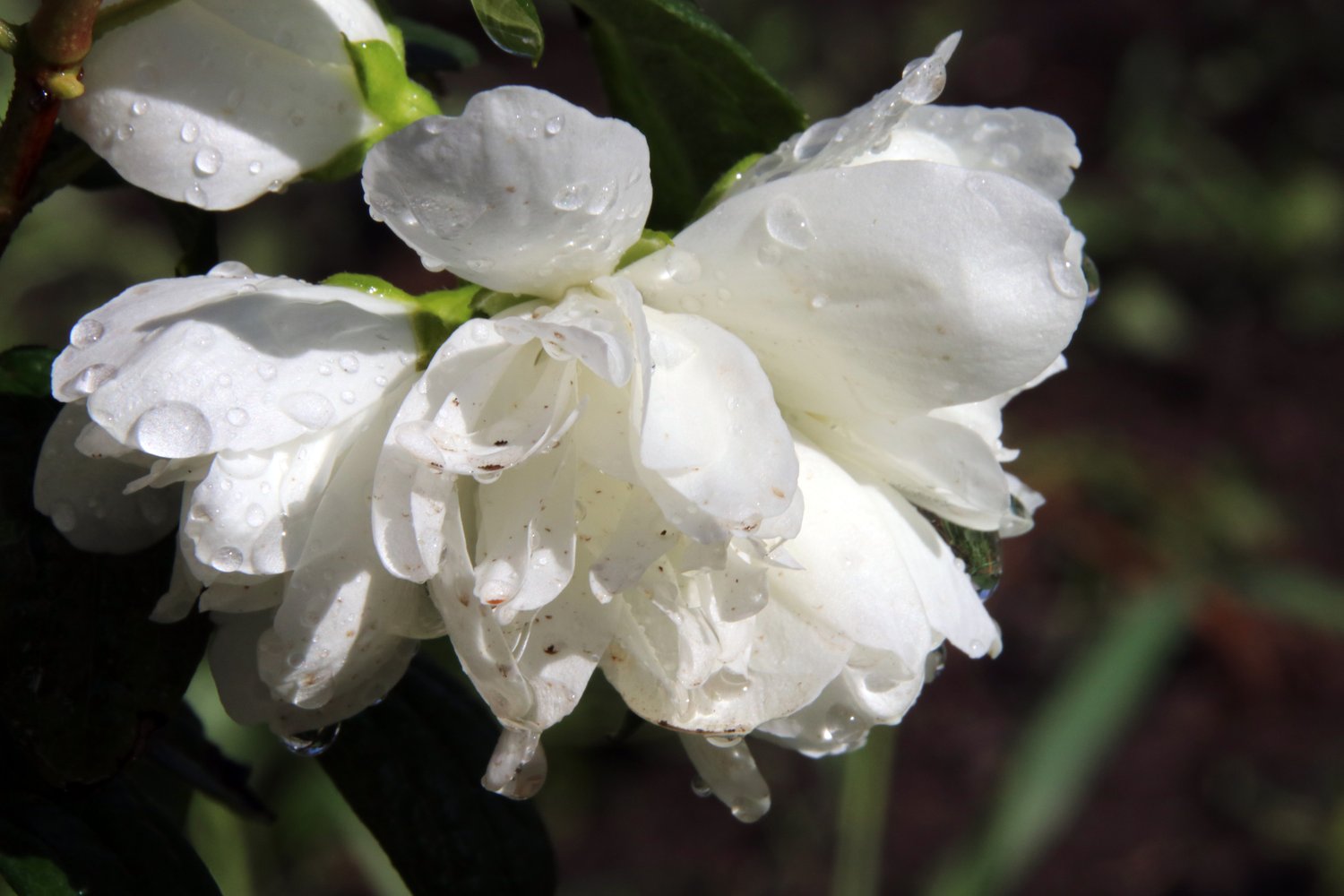 Philadelphus (Virginalis-Gruppen) 'Snowbelle'