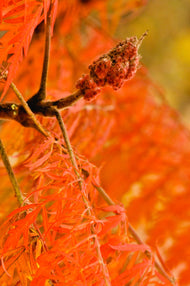Rhus typhina TIGER EYES®