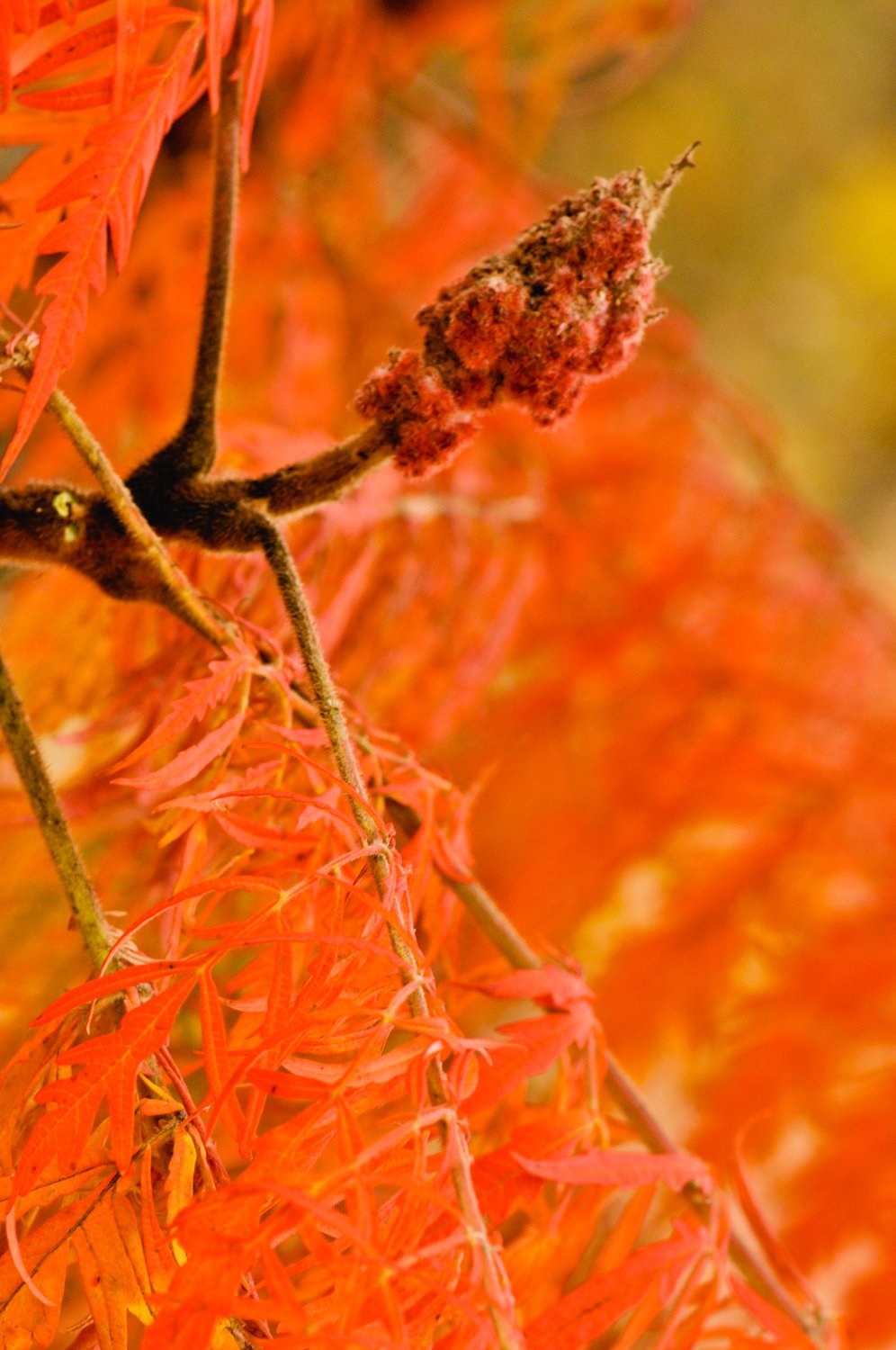 Rhus typhina TIGER EYES®