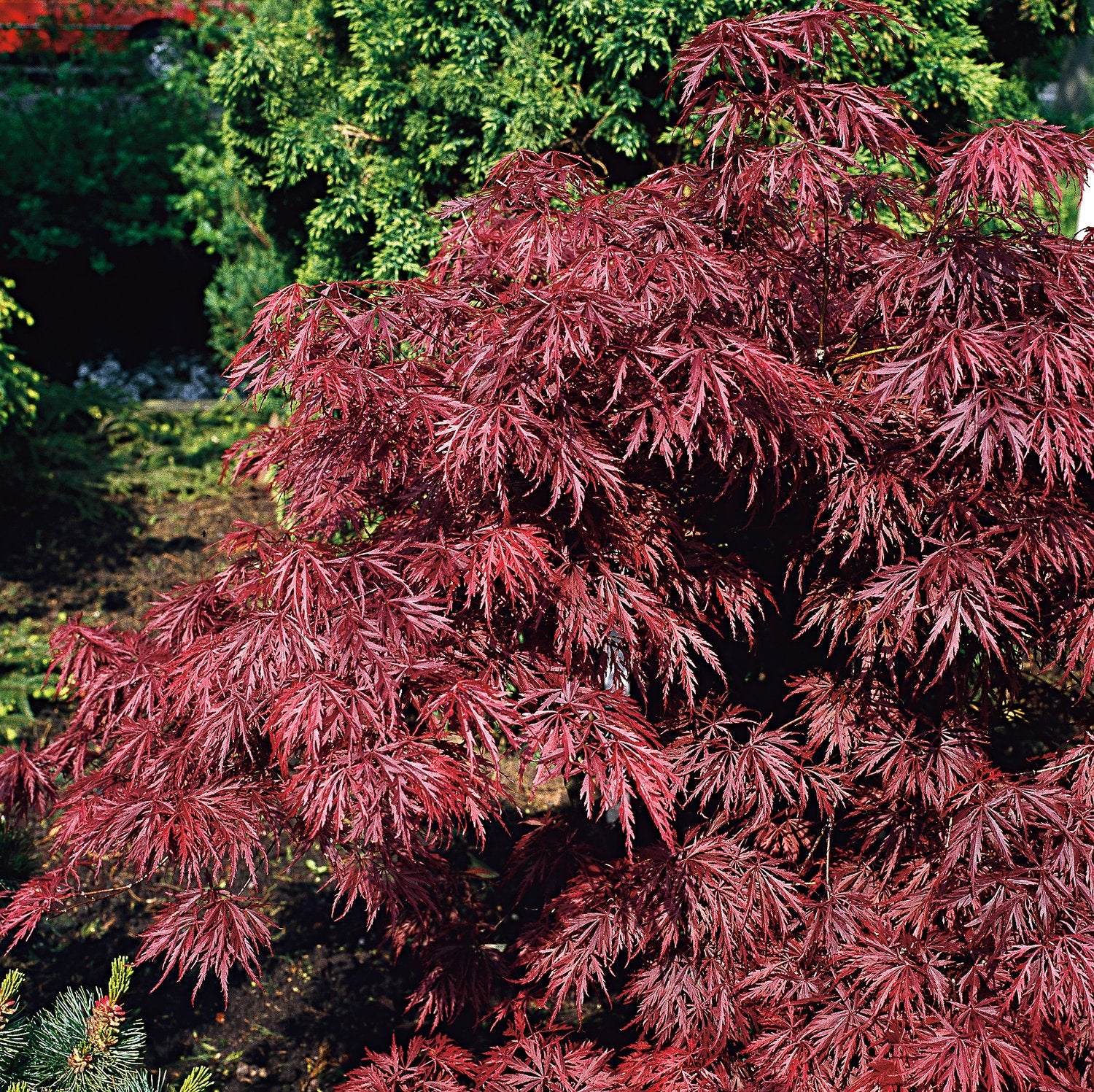 Acer palmatum 'Garnet'