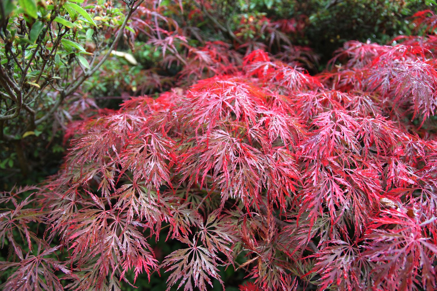 Acer palmatum 'Garnet'