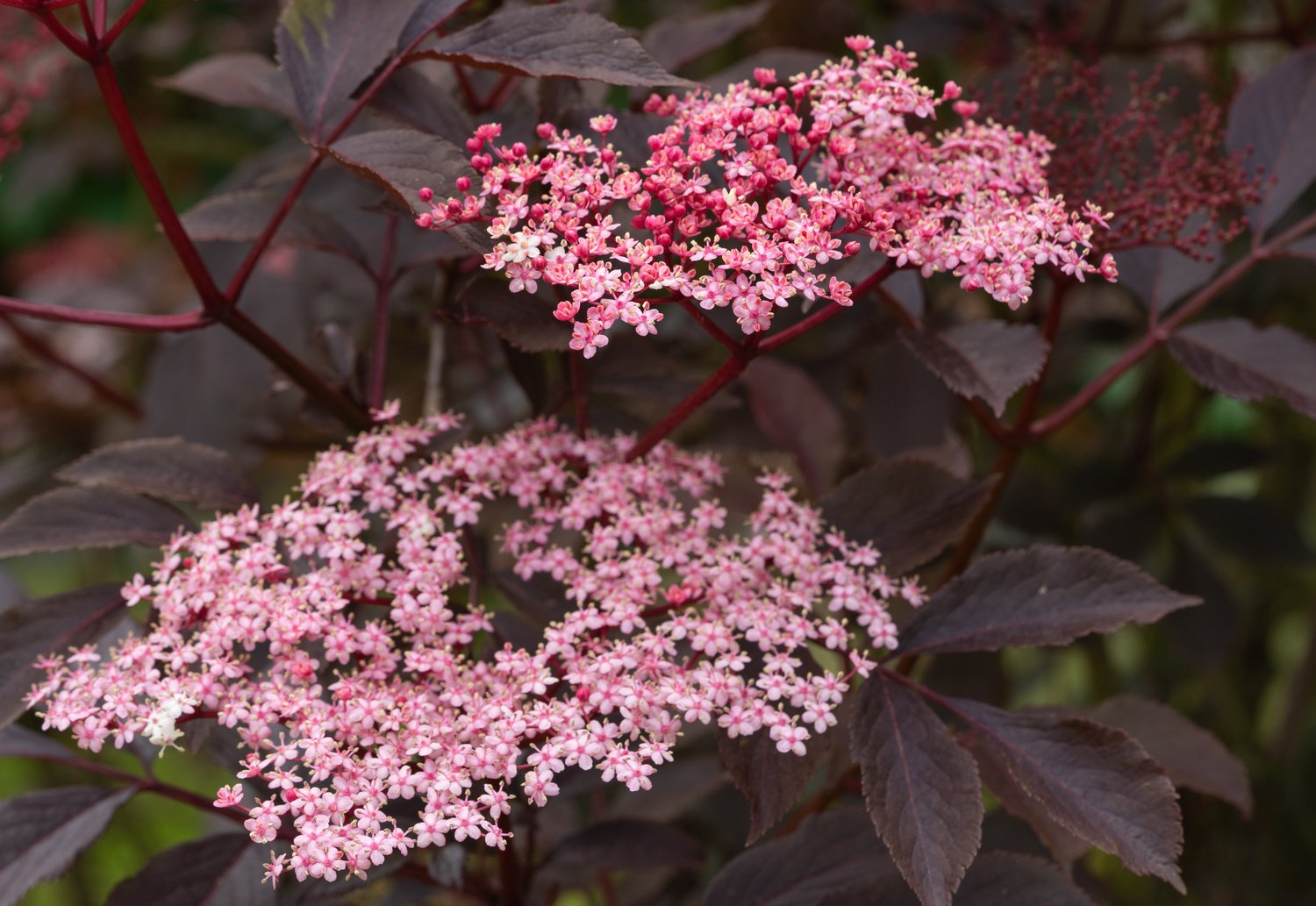 Sambucus nigra BLACK BEAUTY