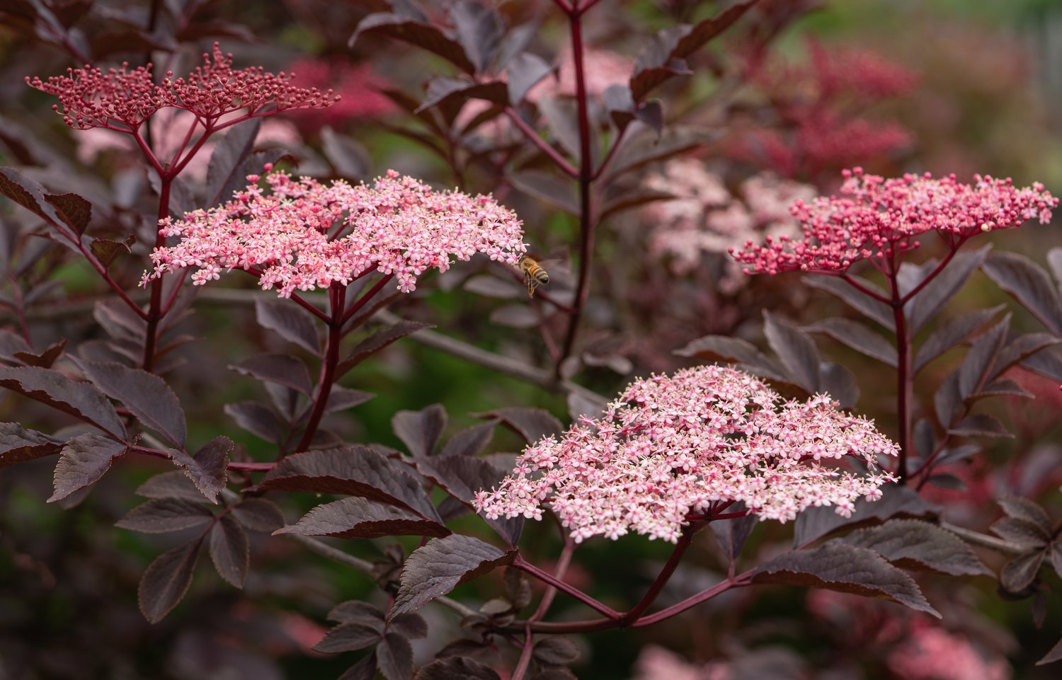 Sambucus nigra BLACK BEAUTY