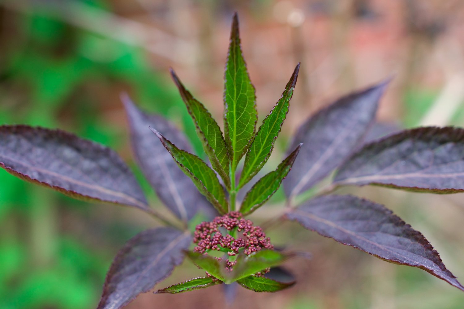 Sambucus nigra BLACK BEAUTY