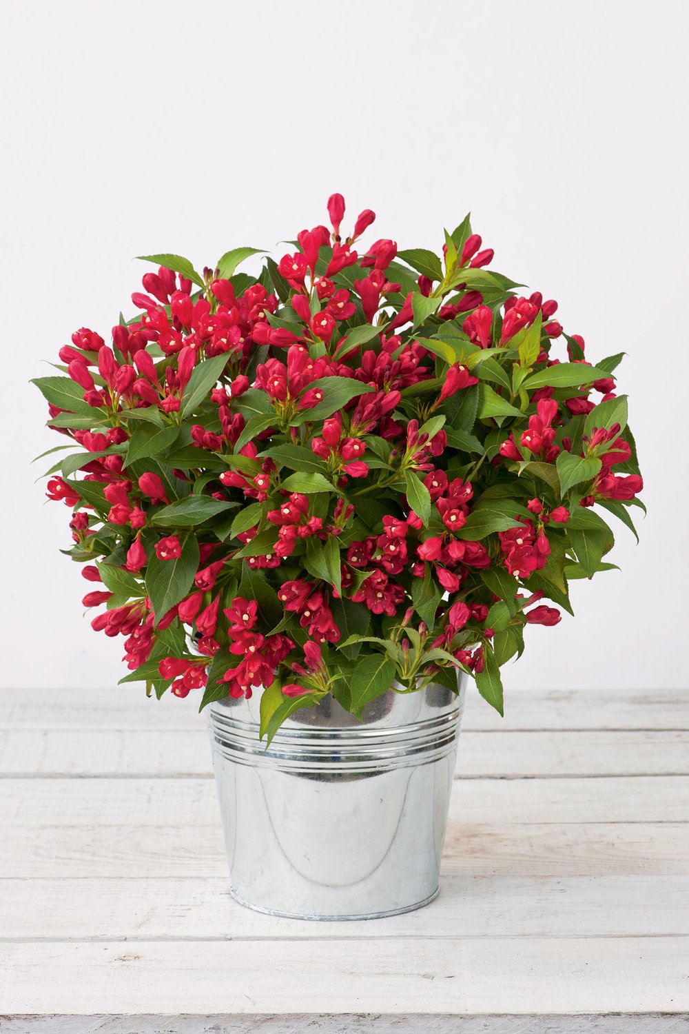 Weigela ALL SUMMER RED