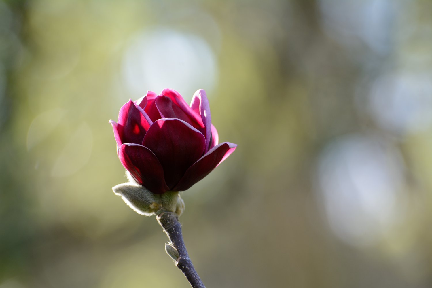 Magnolia 'Genie'