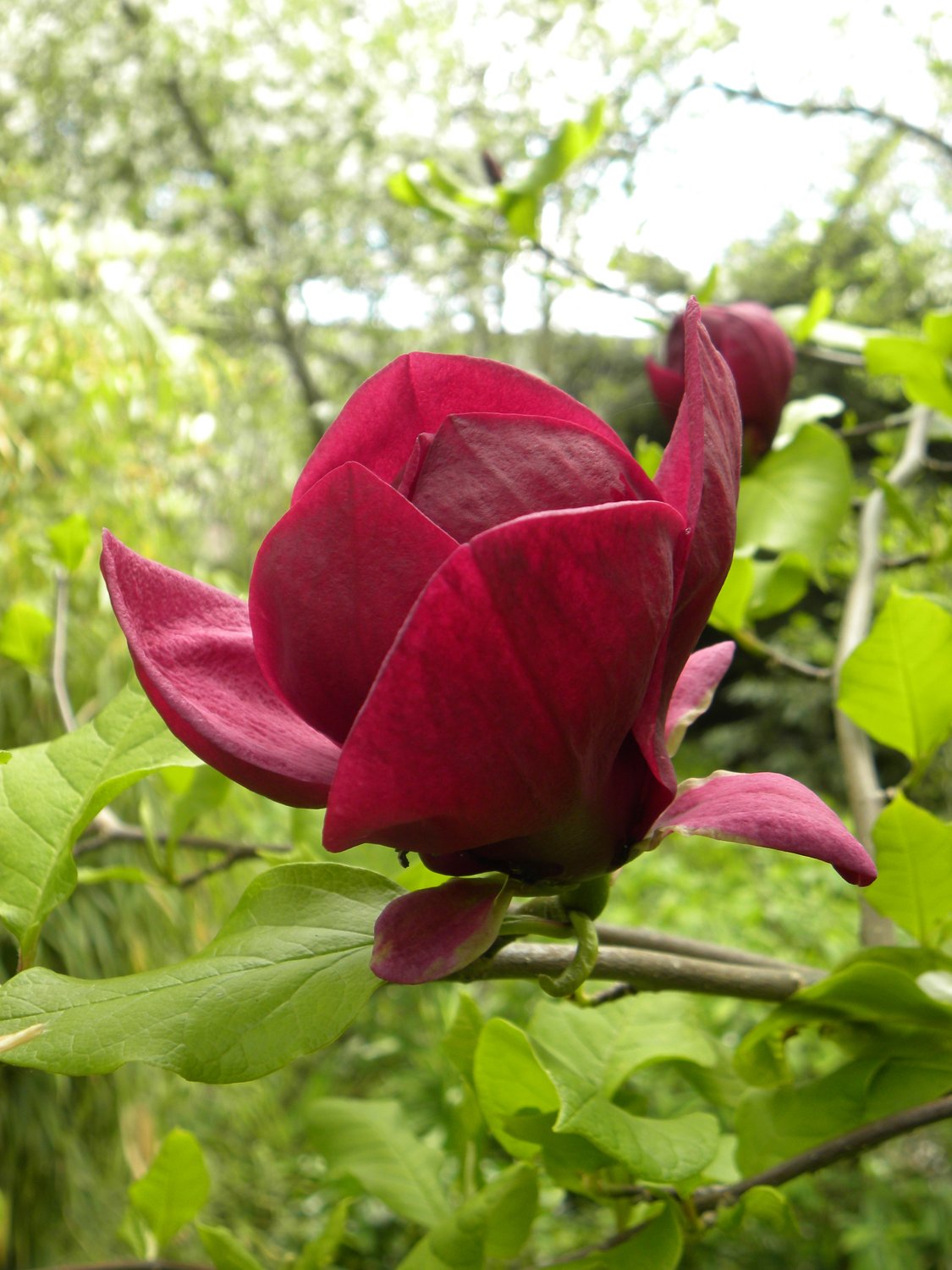 Magnolia 'Genie'