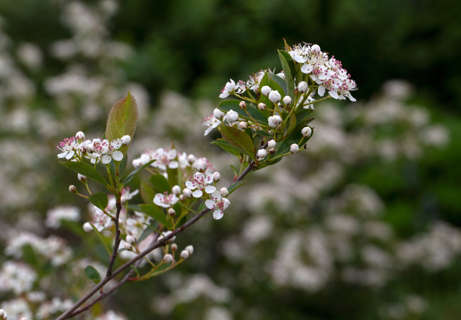 Aronia melanocarpa 'Hugin' E
