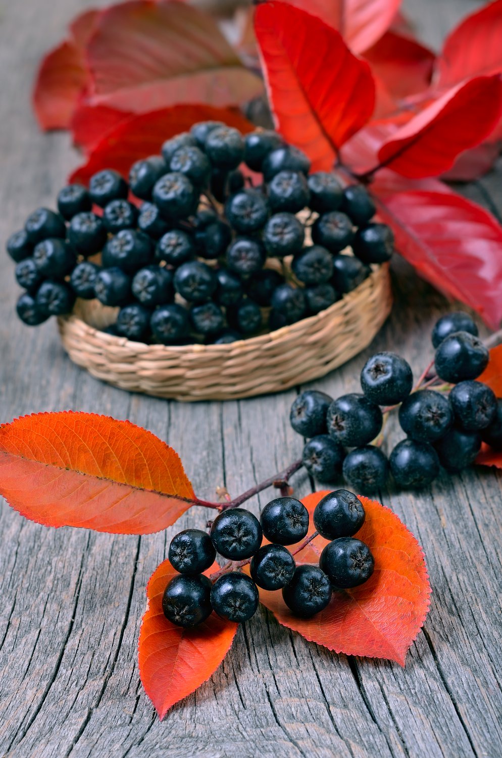 Aronia melanocarpa 'Hugin' E