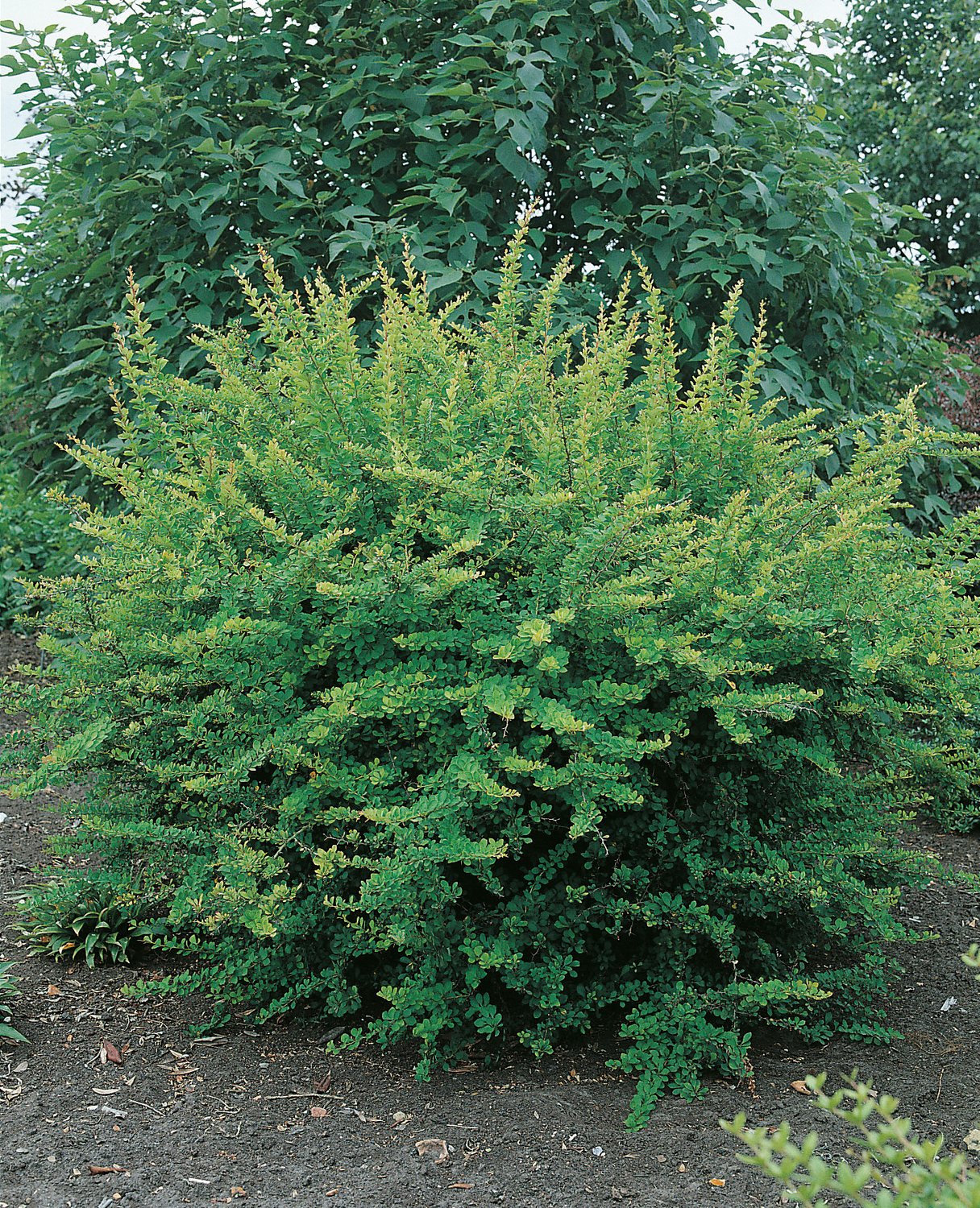 Berberis thunbergii