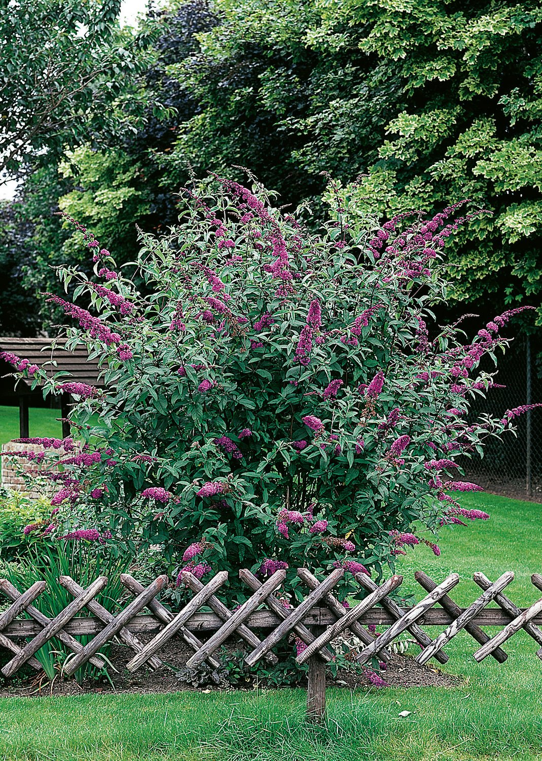 Buddleja davidii 'Ile de France'