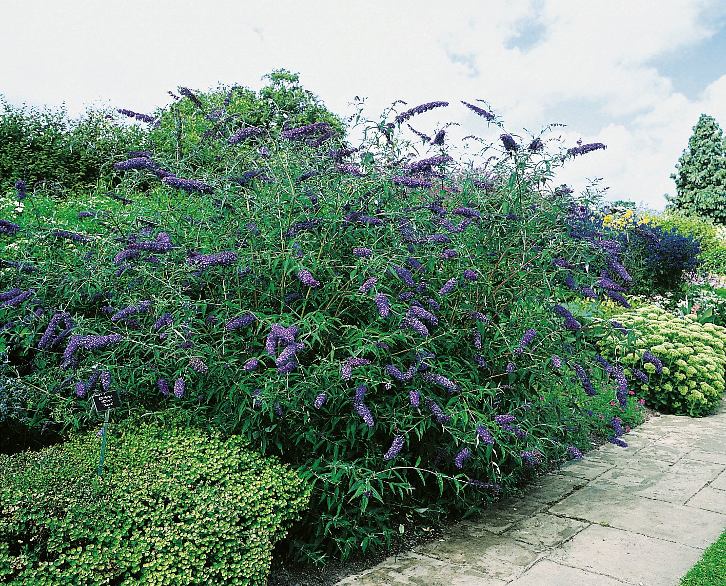 Buddleja davidii NANHO BLUE