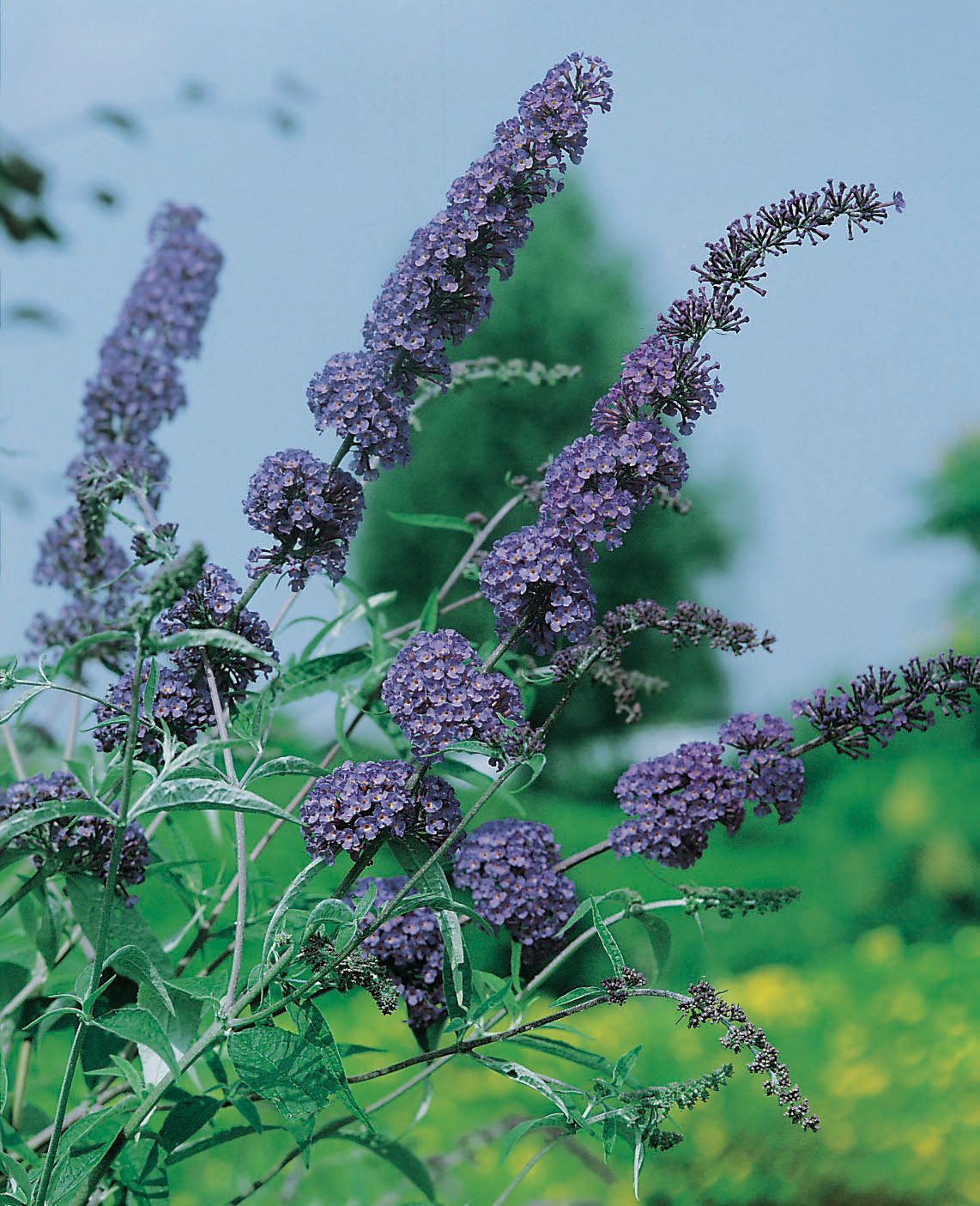 Buddleja davidii NANHO BLUE