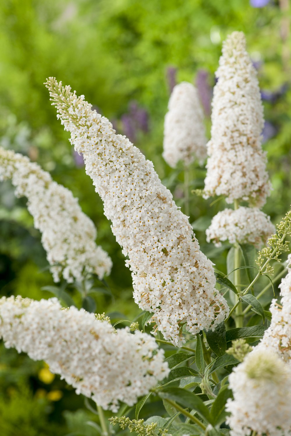 Buddleja davidii 'White Profusion'