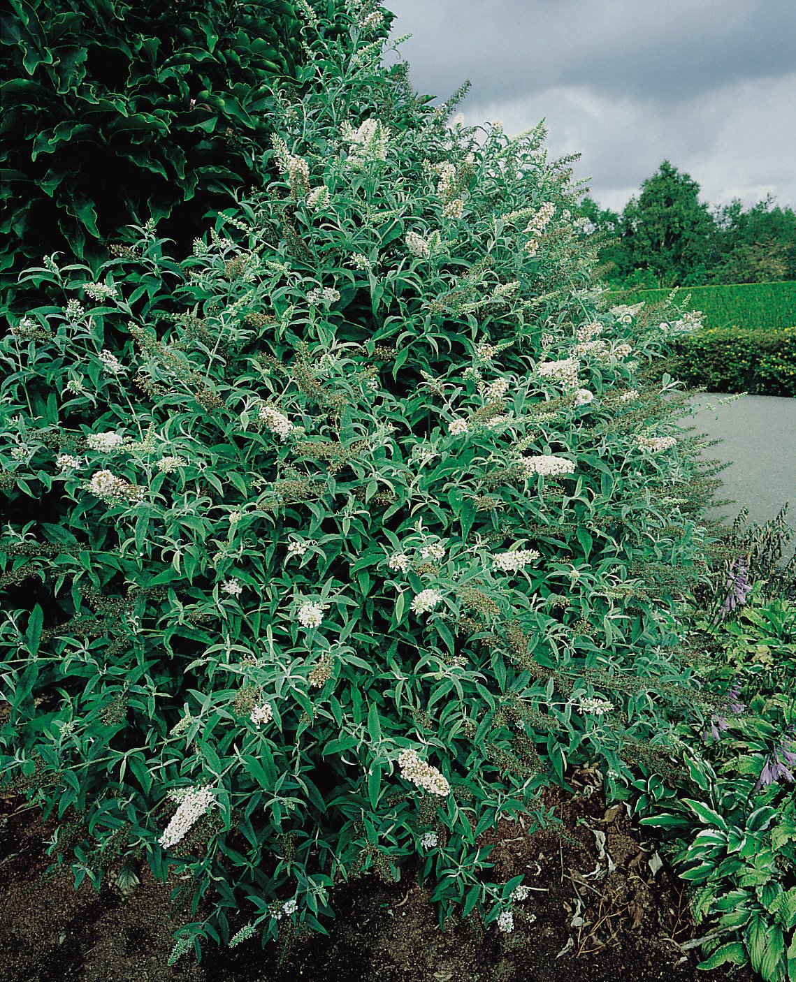 Buddleja davidii 'White Profusion'