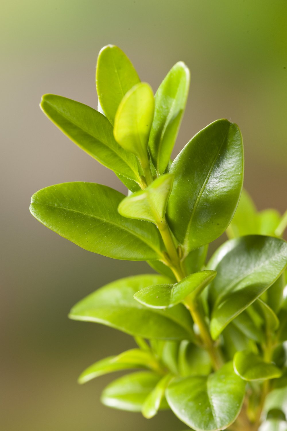 Buxus sempervirens, 30-40 cm