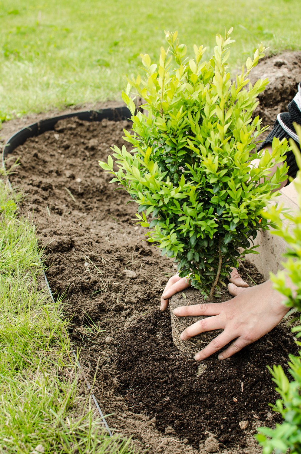 Buxus sempervirens, 30-40 cm