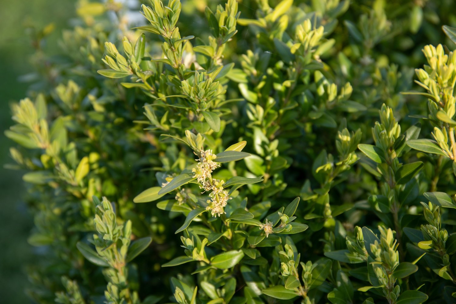 Buxus sempervirens, 30-40 cm