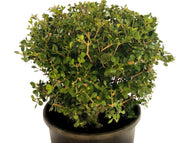 Buxus microphylla 'Faulkner' (klotform), Ø30-35