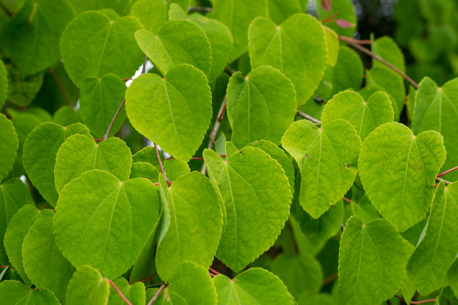 Cercidiphyllum japonicum