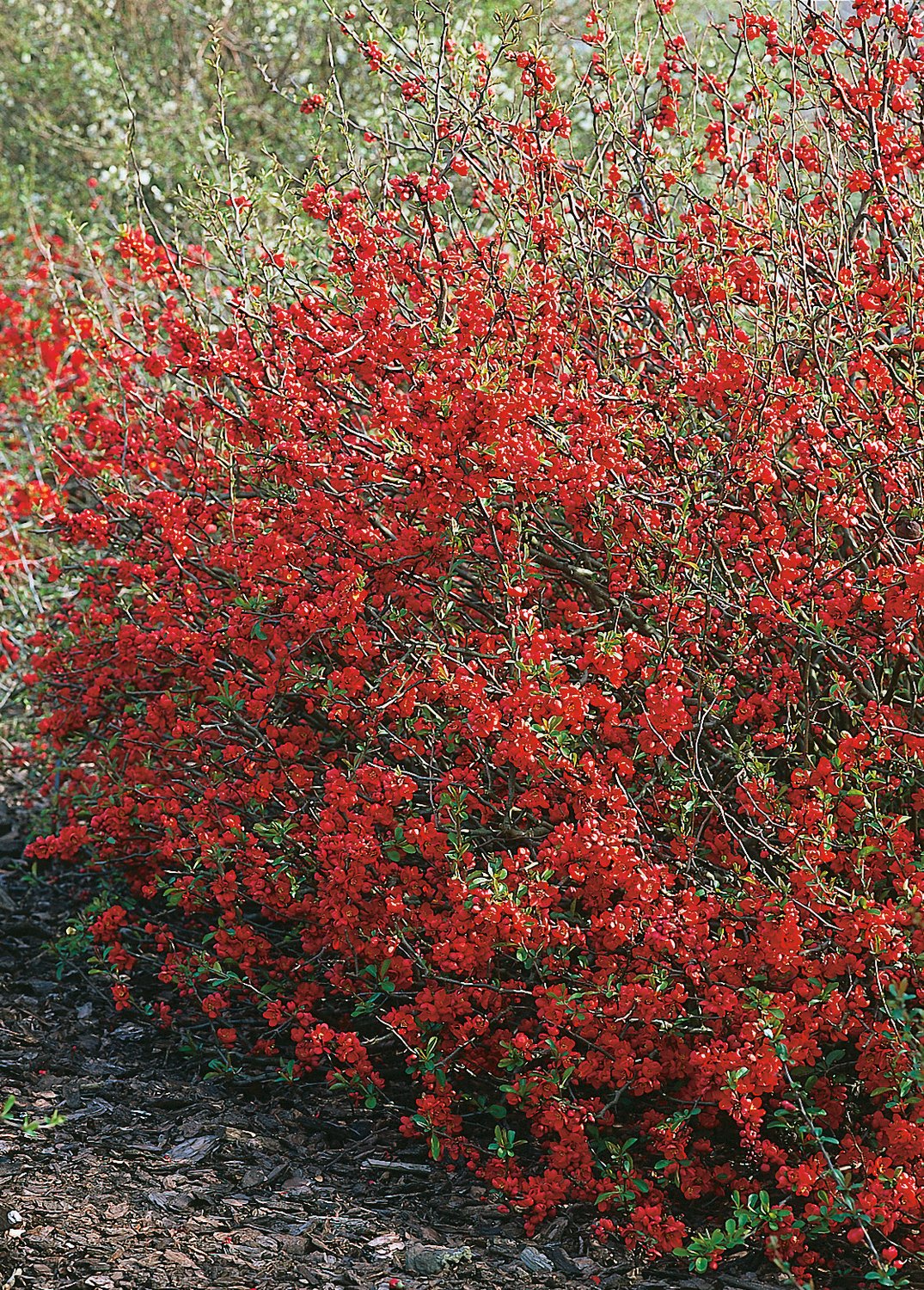 Chaenomeles × superba 'Nicoline'