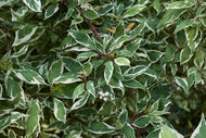 Cornus alba 'Elegantissima'